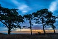 Australian trees with sunset in the background in Victoria Royalty Free Stock Photo