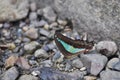 Australian Triangle Blue Swallowtail Butterfly