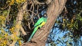 Australian Twenty-eight Parrot