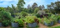 Australian urban community garden, raised beds growing vegetables and herbs
