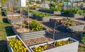 Australian urban community garden raised beds growing vegetables for sustainable living