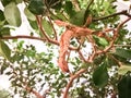 Australian valanga irregularis grasshopper hanging on a twig in a jungle. Royalty Free Stock Photo