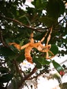 Australian valanga irregularis grasshopper hanging on a twig in a jungle. Royalty Free Stock Photo