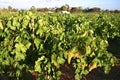 Australian vineyard Royalty Free Stock Photo