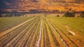 Australian vineyard at sunset Royalty Free Stock Photo