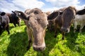 Australian wagyu cows grazing in a field on pasture. close up of a black angus cow eating grass in a paddock in springtime in Royalty Free Stock Photo