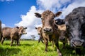 Australian wagyu cows grazing in a field on pasture. close up of a black angus cow eating grass in a paddock in springtime in Royalty Free Stock Photo