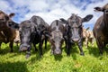 Australian wagyu cows grazing in a field on pasture. close up of a black angus cow eating grass in a paddock in springtime in Royalty Free Stock Photo