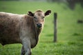 Australian wagyu cows grazing in a field on pasture. close up of a black angus cow eating grass in a paddock in springtime in Royalty Free Stock Photo