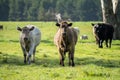 Australian wagyu cows grazing in a field on pasture. close up of a black angus cow eating grass in a paddock in springtime in Royalty Free Stock Photo