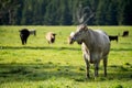 Australian wagyu cows grazing in a field on pasture. close up of a black angus cow eating grass in a paddock in springtime in Royalty Free Stock Photo