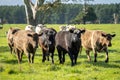 Australian wagyu cows grazing in a field on pasture. close up of a black angus cow eating grass in a paddock in springtime in Royalty Free Stock Photo