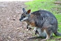Australian wallaby with a baby joey