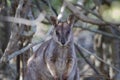 Australian Wallaby