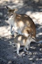 Australian Wallaby