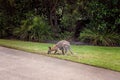 Australian Wallaby Eating Grass