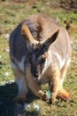 Australian Wallaby