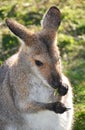 Australian Wallaby eating leaves