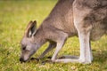 Australian Wallaby grazing in a field