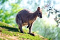 Australian wallaby standing on a small hill