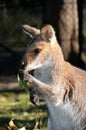 Australian Wallaby (small kangaroo) eating
