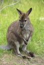 Australian Wallaby