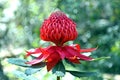 Australian Waratah in dappled light Royalty Free Stock Photo