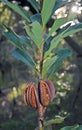 Australian Waratah seed pods Royalty Free Stock Photo