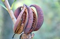 Australian Waratah seed pods Royalty Free Stock Photo