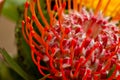 Australian Waratah - Telopea speciosissima Royalty Free Stock Photo