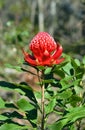 Australian Waratah (Telopea speciosissima) Royalty Free Stock Photo