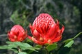 Australian Waratahs Royalty Free Stock Photo