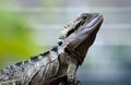 Australian Water Dragon Royalty Free Stock Photo