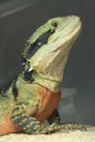 Australian Water Dragon Royalty Free Stock Photo