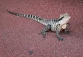 Australian Water Dragon Royalty Free Stock Photo