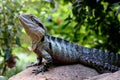 Australian Water Dragon Royalty Free Stock Photo