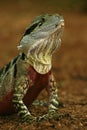 Australian Water Dragon Royalty Free Stock Photo