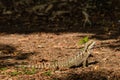 Australian water dragon basking on dry leaves Royalty Free Stock Photo