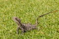 Australian water dragon basking on grass Royalty Free Stock Photo