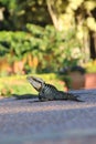 The Australian water dragon in a city park