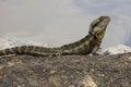 Australian Water Dragon Royalty Free Stock Photo