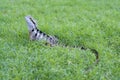 Australian water dragon on green grass Royalty Free Stock Photo