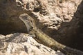 Australian water dragon (Intellagama lesueurii) Australian lizard sits on a stone on the seashore