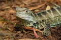 Australian water dragon - Intellagama lesueurii or Physignathus lesueurii, eastern water dragon ss. lesueurii  and Gippsland Royalty Free Stock Photo