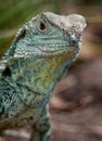 Australian water dragon - Intellagama lesueurii or Physignathus lesueurii, eastern water dragon ss. lesueurii  and Gippsland Royalty Free Stock Photo