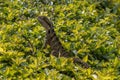 Australian Water Dragon lizard on a leafy bush in Brisbane, Australia Royalty Free Stock Photo