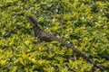 Australian Water Dragon lizard on a leafy bush in Brisbane, Australia Royalty Free Stock Photo