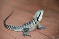 Australian Water Dragon Royalty Free Stock Photo