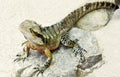 Australian Water dragon (Physignathus lesueurii) Royalty Free Stock Photo