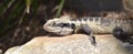 Australian Water Dragon on rock